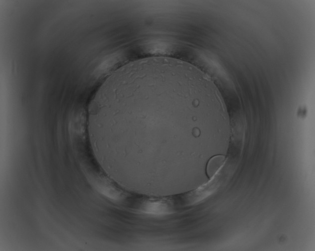 X0000096650175200802051204