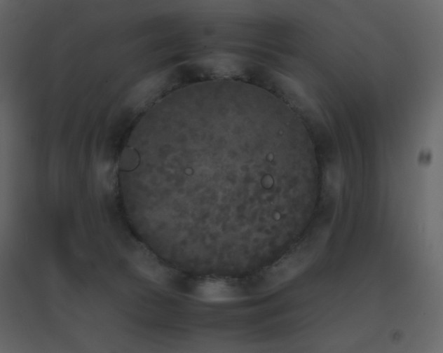 X0000096650177200802051204