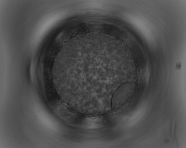 X0000096650189200802051204