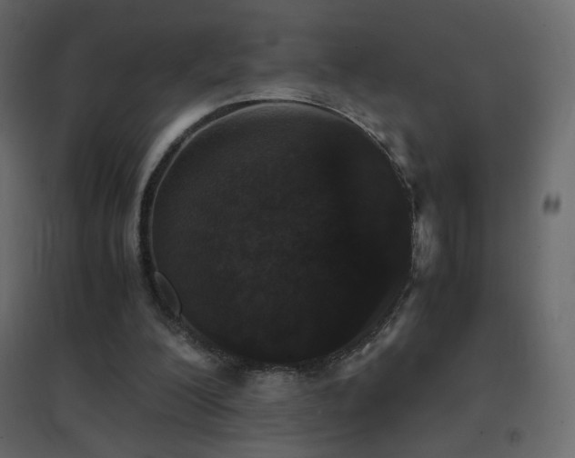 X0000096650200200802051203