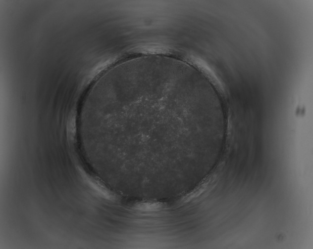 X0000096650202200802051203