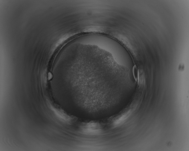 X0000096650204200802051203