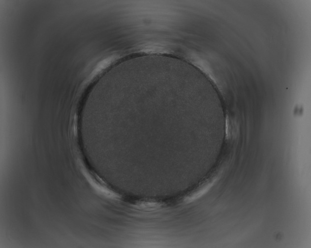 X0000096650205200802051203