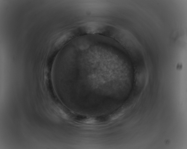 X0000096650219200802051203