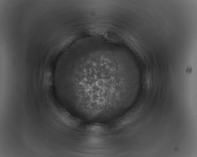 X0000096650224200802051203