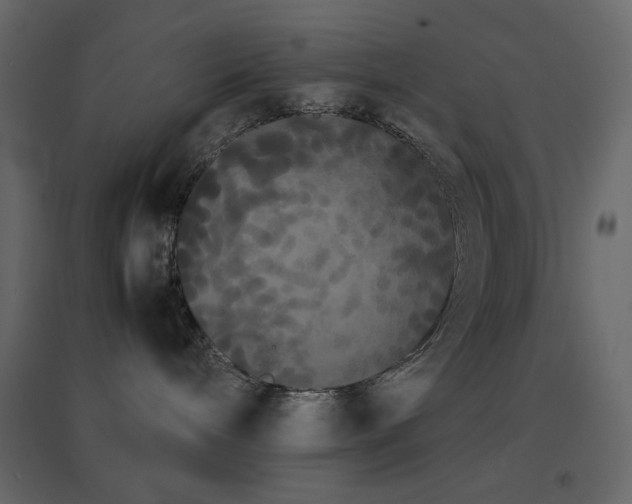 X0000096650240200802051202