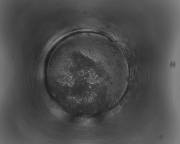 X0000096650247200802051202