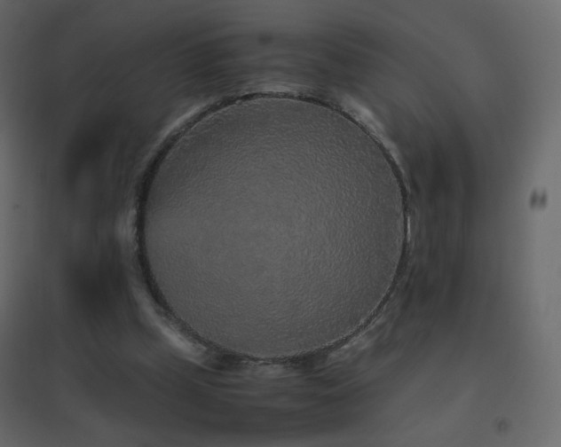 X0000096650249200802051202