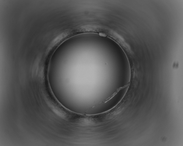 X0000096650250200802051202