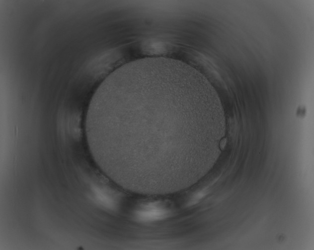X0000096650267200802051202