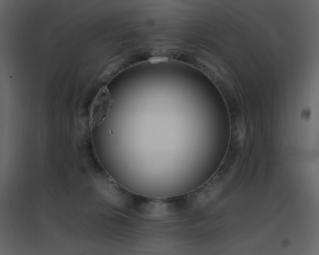 X0000096650276200802051202