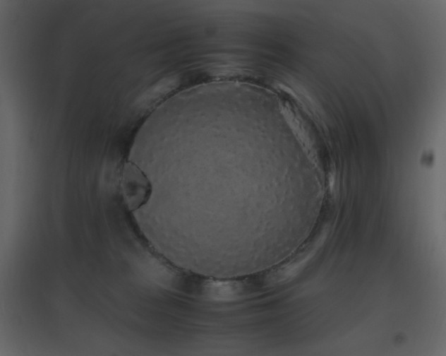 X0000096650277200802051202