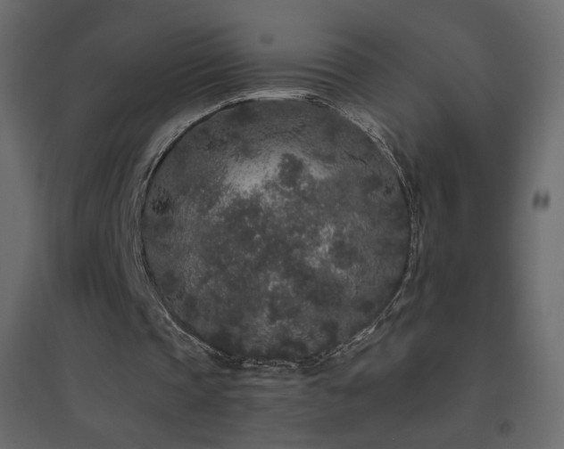X0000096650337200802051200