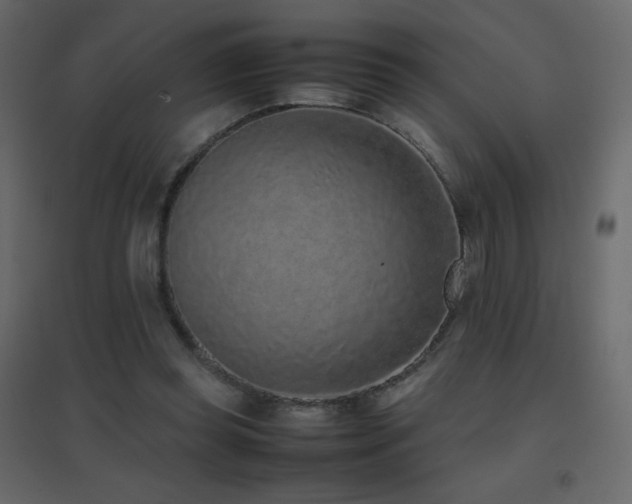 X0000096650349200802051200