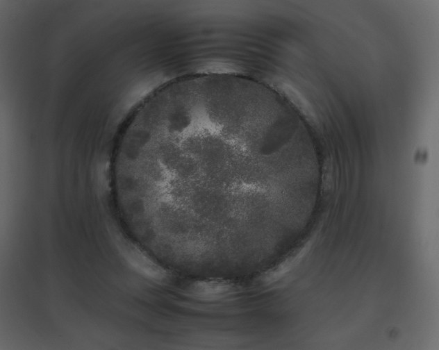 X0000096650351200802051200