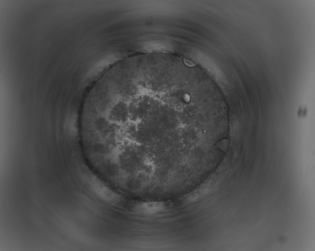 X0000096650353200802051200