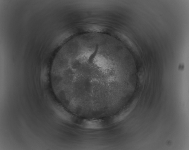 X0000096650359200802051200