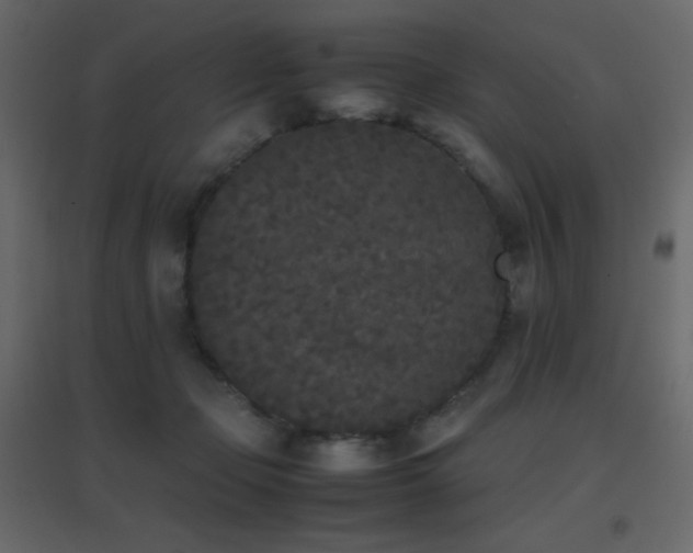 X0000096650365200802051200