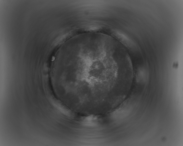 X0000096650366200802051200