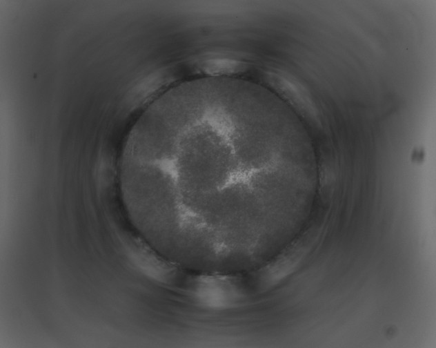 X0000096650367200802051200