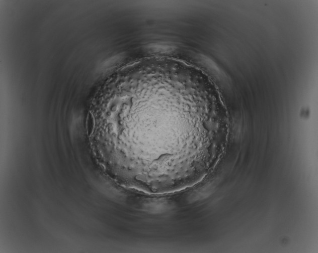 X0000096650377200802051200
