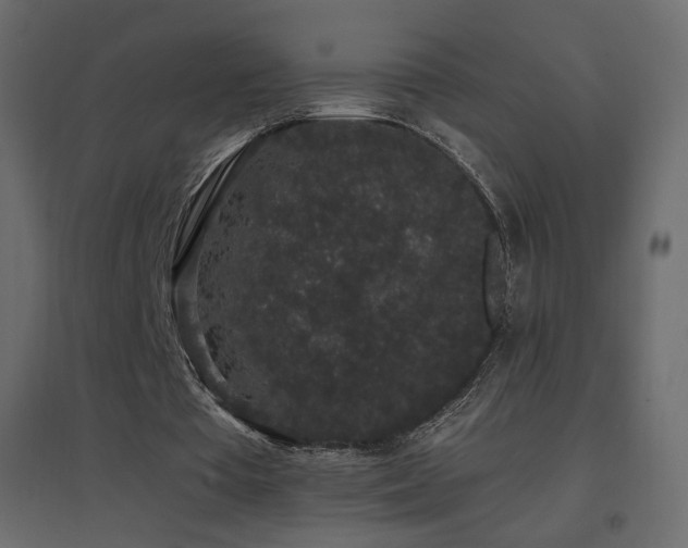X0000096650385200802051200
