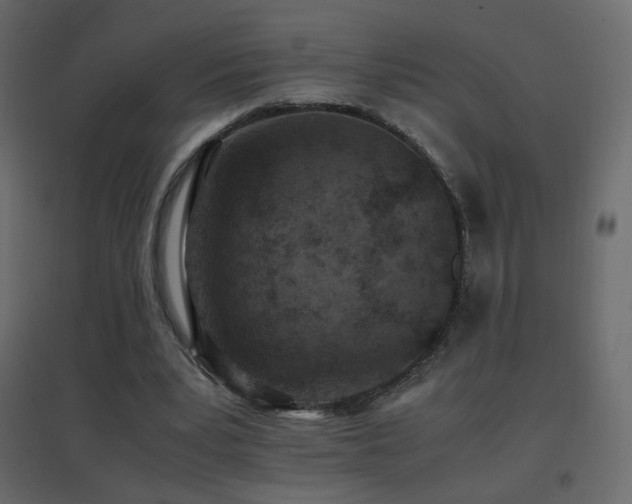 X0000096650391200802051200