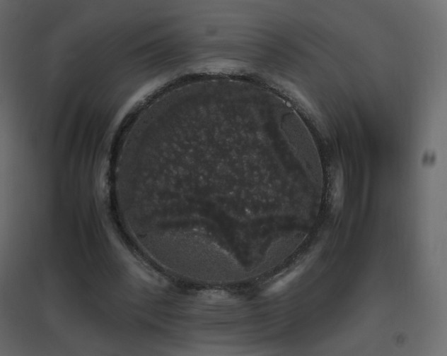 X0000096650392200802051200