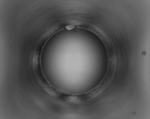 X0000096650406200802051200