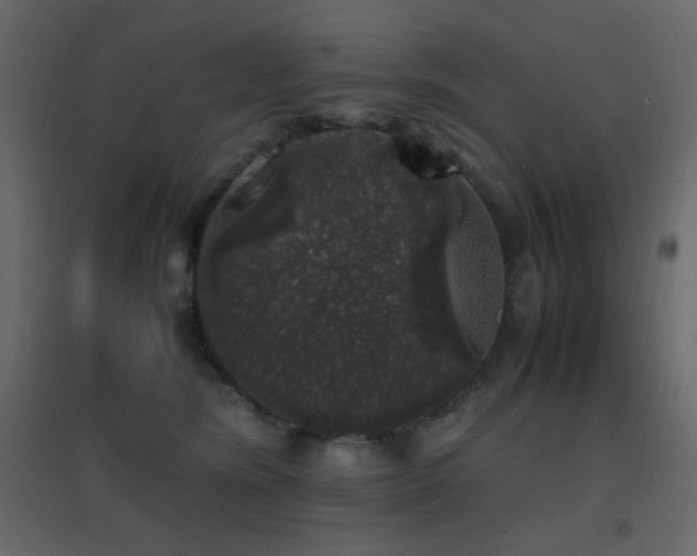 X0000096650420200802051159