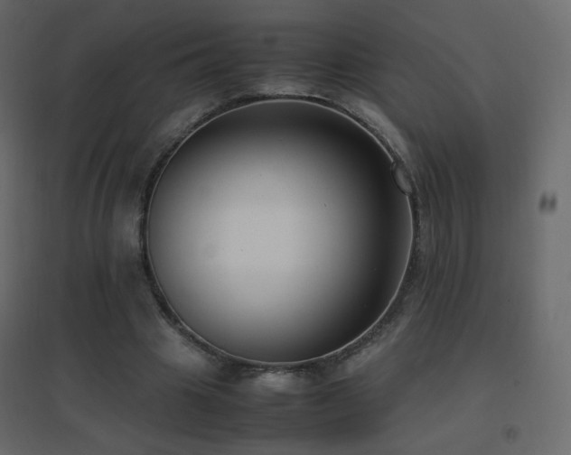 X0000096650441200802051159