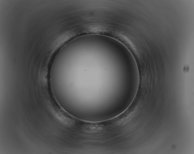 X0000096650443200802051159