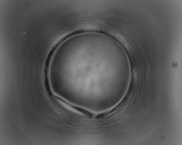 X0000096650487200802051158