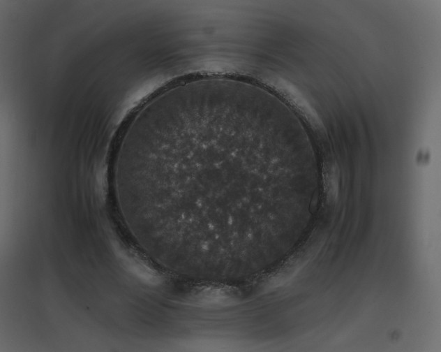 X0000096650488200802051158