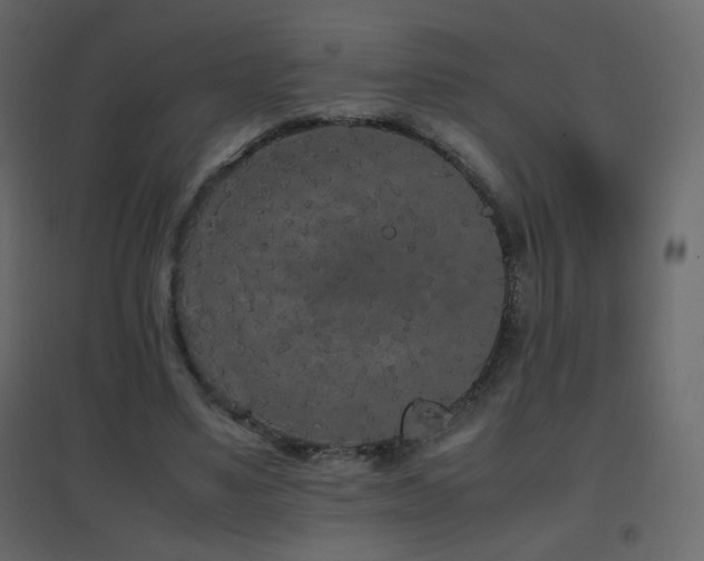X0000096650491200802051158