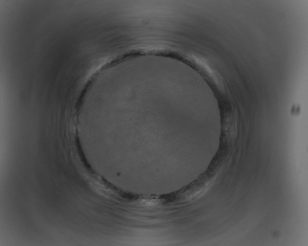 X0000096650495200802051158