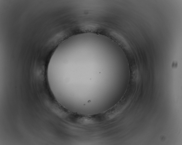X0000096650498200802051158