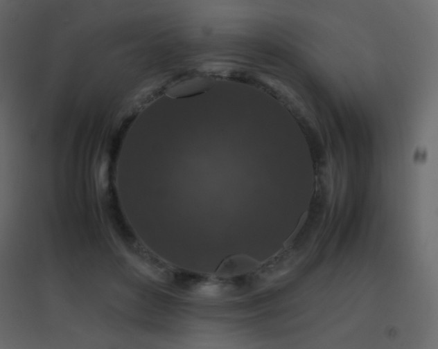 X0000096650504200802051158