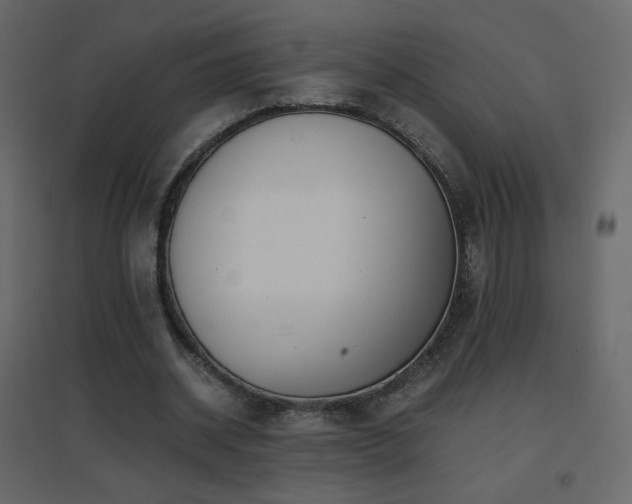 X0000096650534200802051157