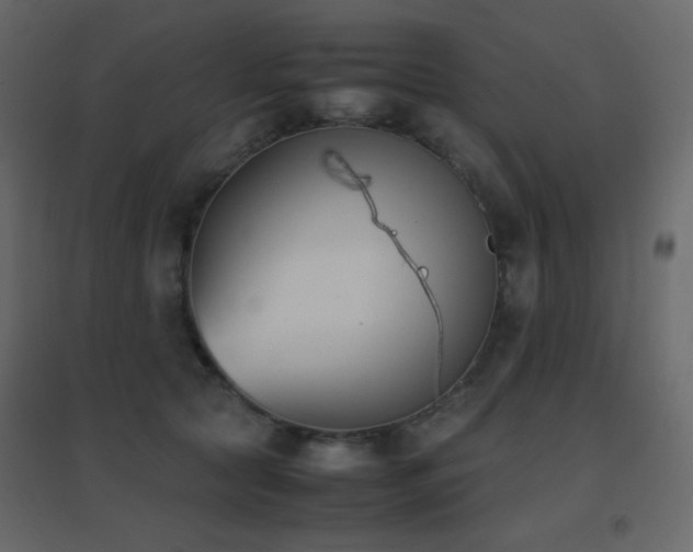 X0000096650561200802051157