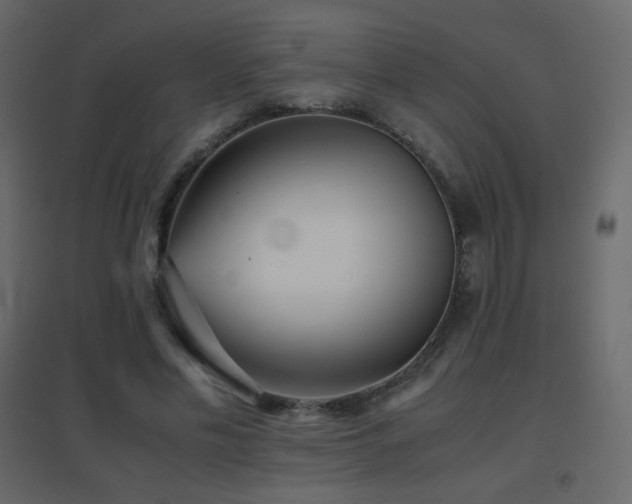 X0000096650589200802051157