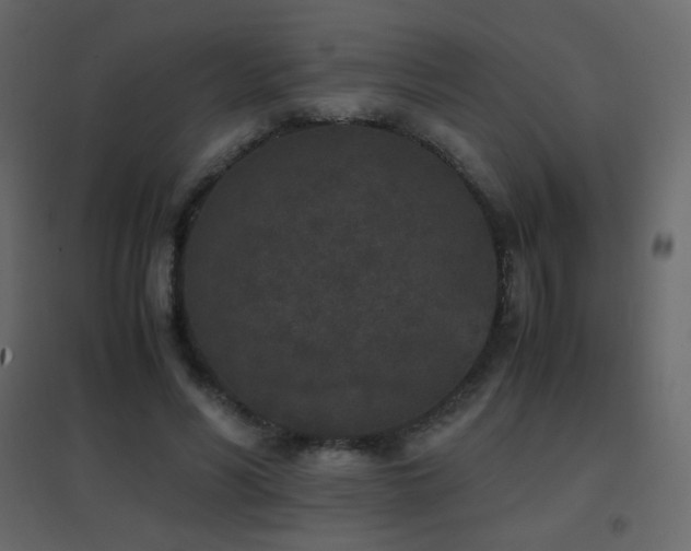 X0000096650590200802051157