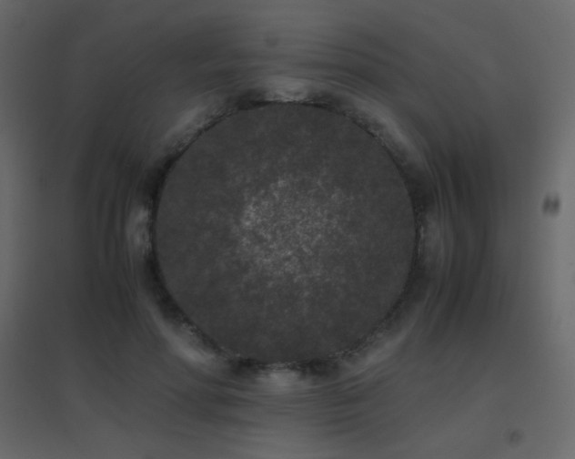 X0000096650598200802051157