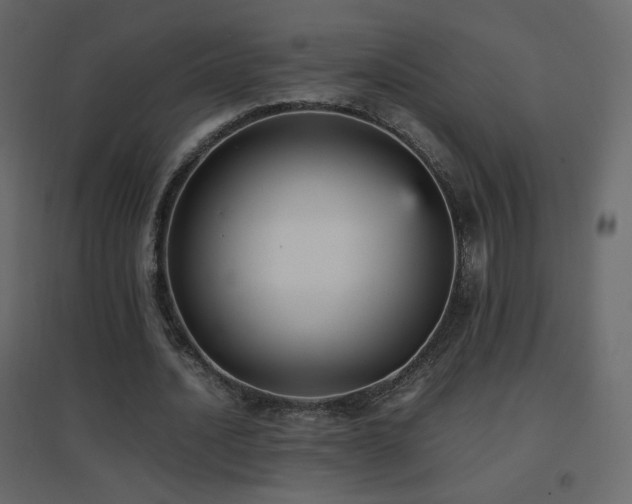 X0000096650628200802051156