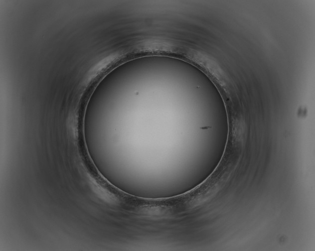 X0000096650629200802051156