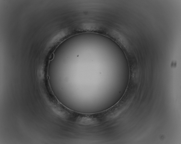 X0000096650635200802051156