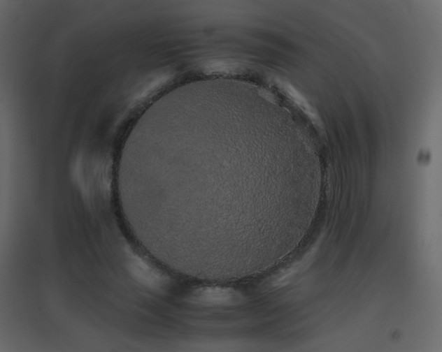 X0000096650637200802051156