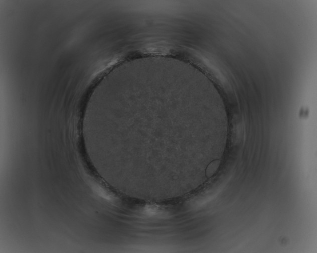 X0000096650641200802051156