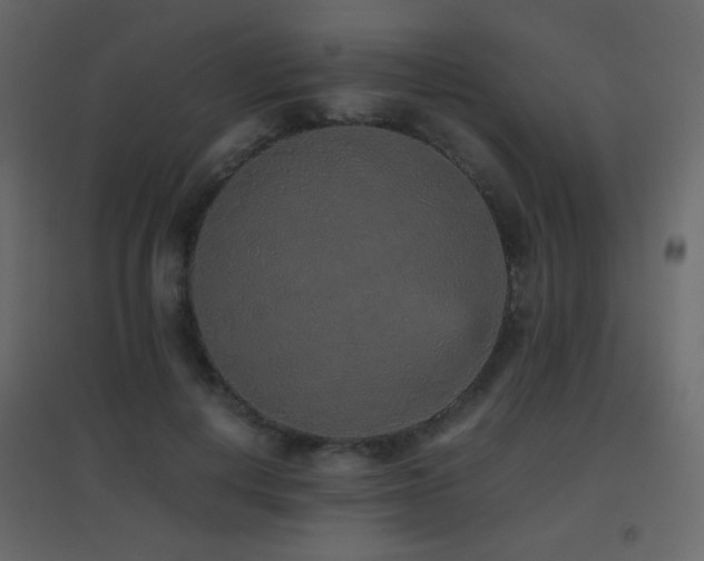 X0000096650648200802051156