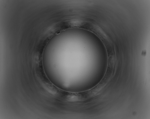 X0000096650655200802051156